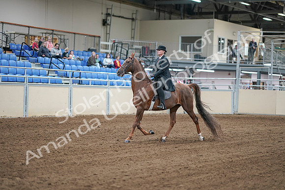 2020 - AB Morgan Horse - Fri, Sept 04 - 07911