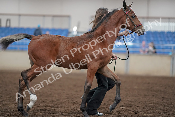 2019 Morgan Horse Show - Aug 31, 2019 - 00472