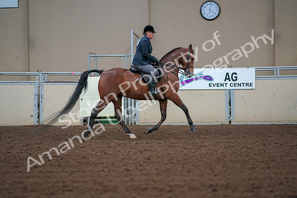 2019 Morgan Horse Show - Aug 30, 2019 - 20744