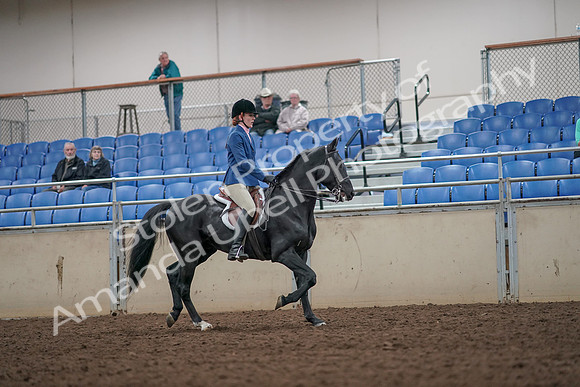 2019 Morgan Horse Show - Aug 31, 2019 - 07464
