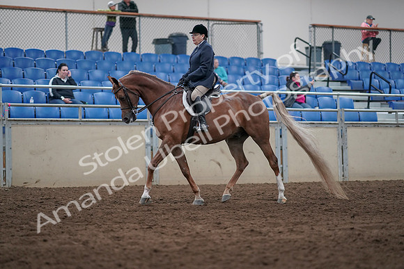2019 Morgan Horse Show - Sept 01, 2019 - 08528