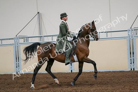 2020 - AB Morgan Horse - Fri, Sept 04 - 03366
