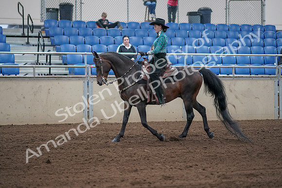 2019 Morgan Horse Show - Sept 01, 2019 - 06803