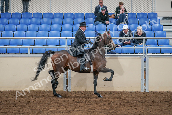 2020 - AB Morgan Horse - Sat, Sept 05 - 08176