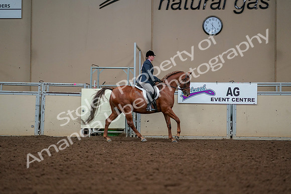2019 Morgan Horse Show - Aug 30, 2019 - 22482