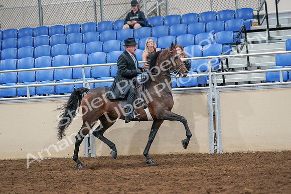 2020 - AB Morgan Horse - Sat, Sept 05 - 08159