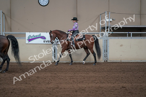 2019 Morgan Horse Show - Sept 01, 2019 - 06874