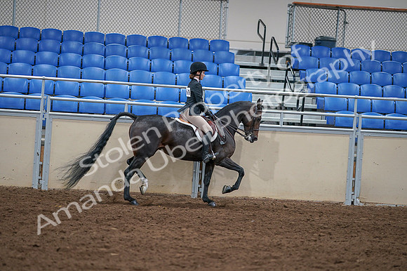 2020 - AB Morgan Horse - Fri, Sept 04 - 06056