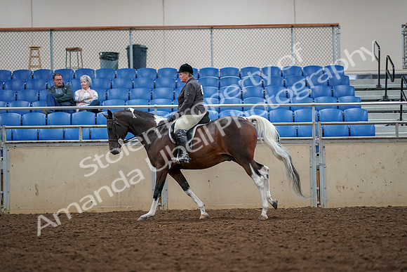 2019 Morgan Horse Show - Aug 30, 2019 - 22423