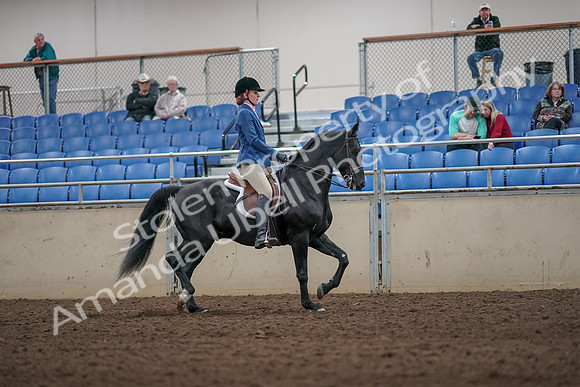 2019 Morgan Horse Show - Aug 31, 2019 - 07472
