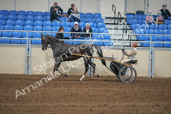 2020 - AB Morgan Horse - Sat, Sept 05 - 05856