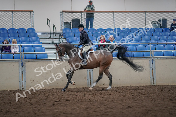 2019 Morgan Horse Show - Aug 31, 2019 - 16041
