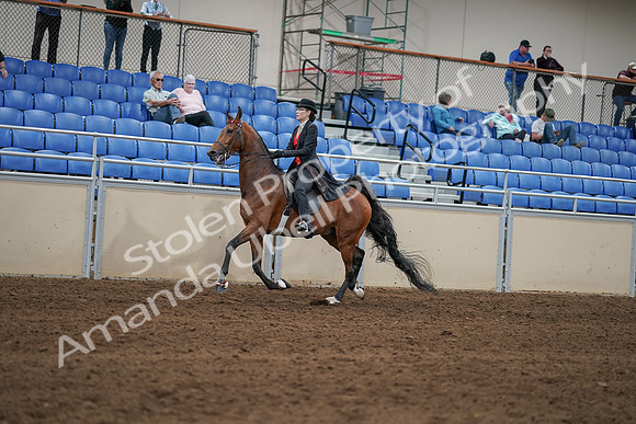 2020 - AB Morgan Horse - Sat, Sept 05 - 06730