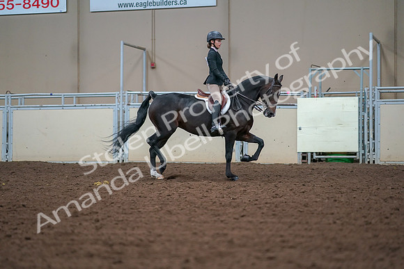 2019 Morgan Horse Show - Aug 30, 2019 - 20772
