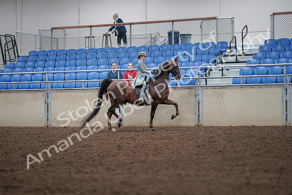 2019 Morgan Horse Show - Aug 30, 2019 - 18105