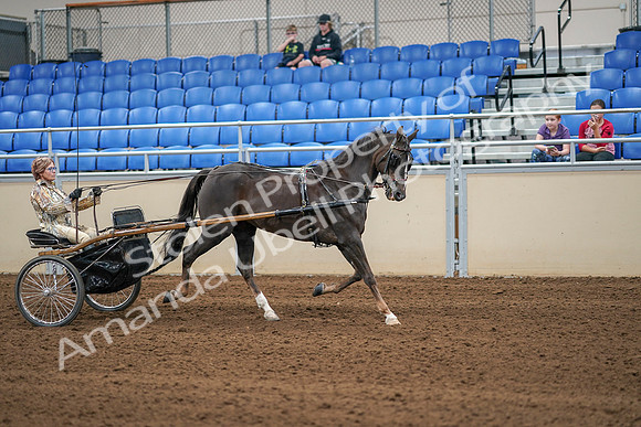 2020 - AB Morgan Horse - Sat, Sept 05 - 05948