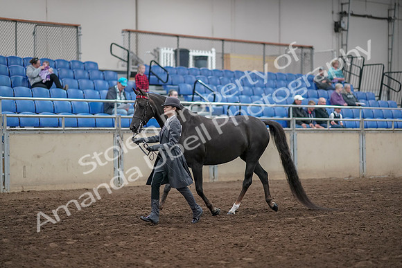 2019 Morgan Horse Show - Aug 31, 2019 - 02111