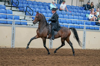 2020 - AB Morgan Horse - Sat, Sept 05 - 07911