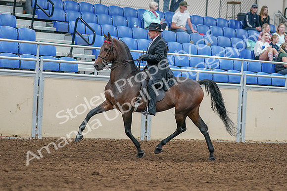 2020 - AB Morgan Horse - Sat, Sept 05 - 07911