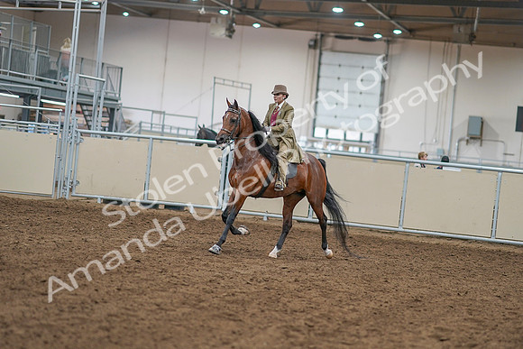 2020 - AB Morgan Horse - Sat, Sept 05 - 07924