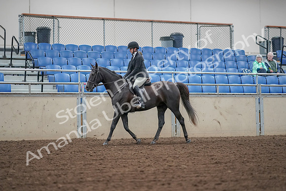 2019 Morgan Horse Show - Aug 30, 2019 - 14885