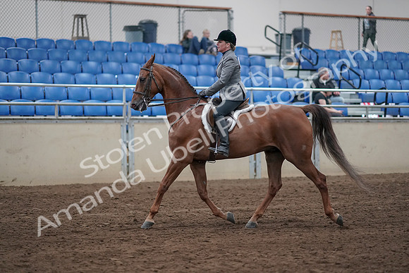 2019 Morgan Horse Show - Sept 01, 2019 - 12161