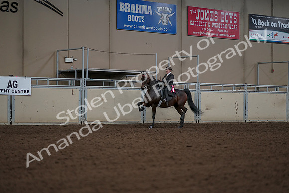 2019 Morgan Horse Show - Aug 30, 2019 - 28293