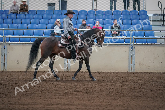 2019 Morgan Horse Show - Sept 01, 2019 - 07081