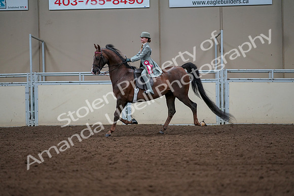 2019 Morgan Horse Show - Aug 30, 2019 - 18244