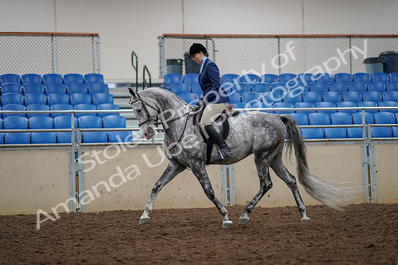 2019 Morgan Horse Show - Aug 30, 2019 - 22275