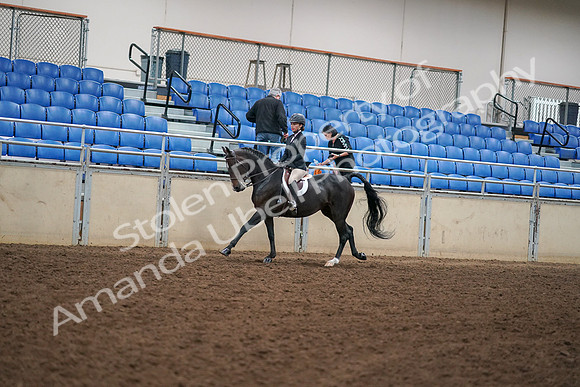 2019 Morgan Horse Show - Aug 30, 2019 - 12276