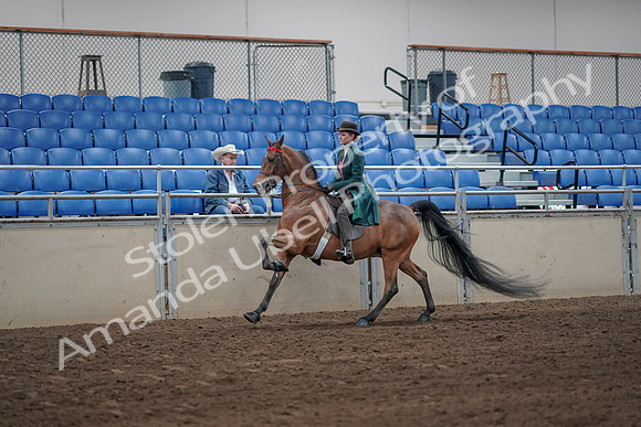 2019 Morgan Horse Show - Sept 01, 2019 - 13263
