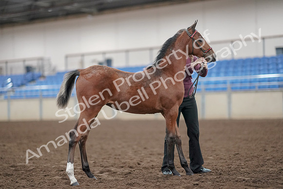 2019 Morgan Horse Show - Aug 31, 2019 - 00459