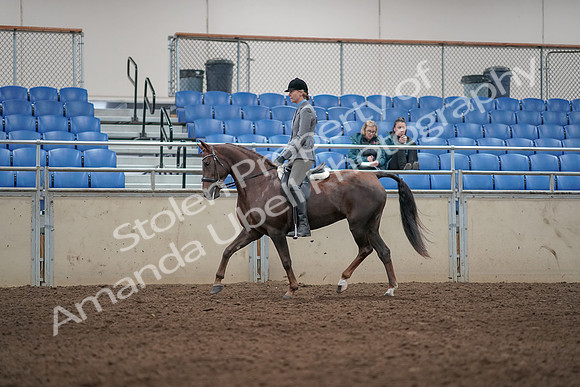 2019 Morgan Horse Show - Aug 31, 2019 - 07253