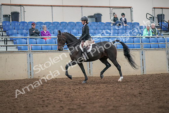 2019 Morgan Horse Show - Aug 30, 2019 - 20386