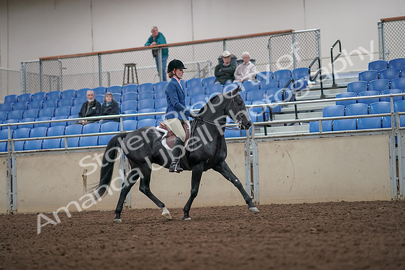 2019 Morgan Horse Show - Aug 31, 2019 - 07461