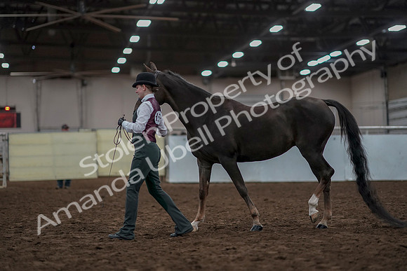 2019 Morgan Horse Show - Aug 31, 2019 - 01987