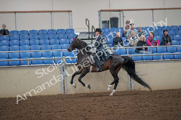 2019 Morgan Horse Show - Aug 30, 2019 - 25186