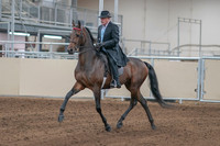 2020 - AB Morgan Horse - Sun, Sept 06 - 00279