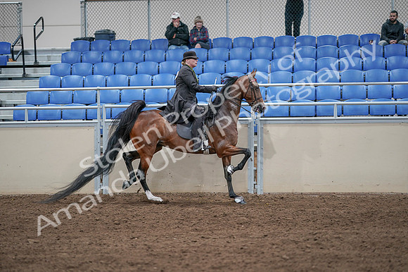 2020 - AB Morgan Horse - Fri, Sept 04 - 09822