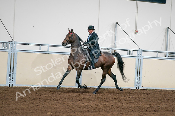 2020 - AB Morgan Horse - Sat, Sept 05 - 08008