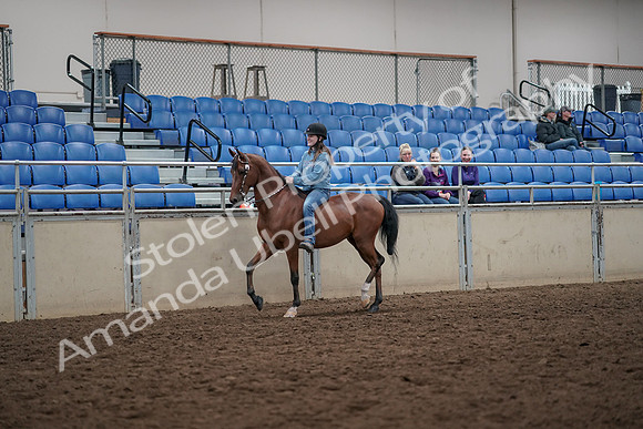 2019 Morgan Horse Show - Aug 30, 2019 - 31080