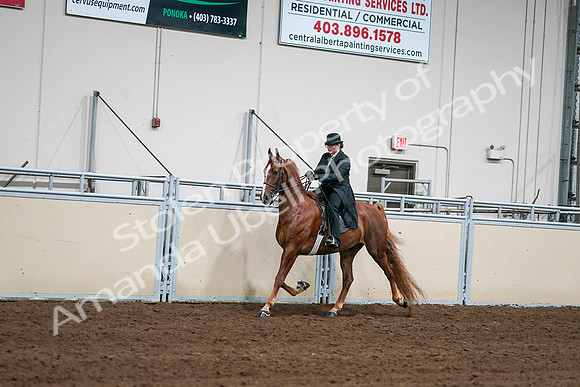 2020 - AB Morgan Horse - Sat, Sept 05 - 08030