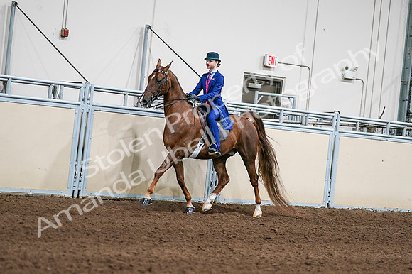 2020 - AB Morgan Horse - Fri, Sept 04 - 04959