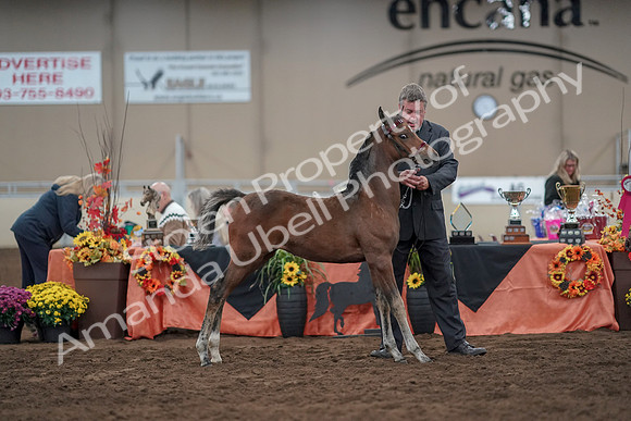 2019 Morgan Horse Show - Aug 31, 2019 - 00492