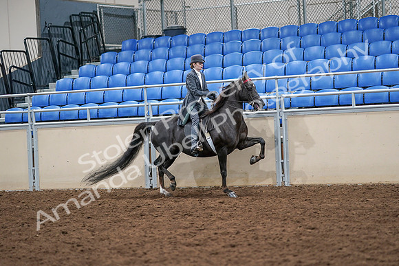 2020 - AB Morgan Horse - Sat, Sept 05 - 13935
