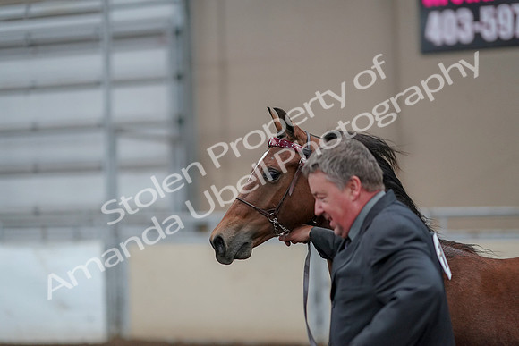 2019 Morgan Horse Show - Aug 31, 2019 - 00264