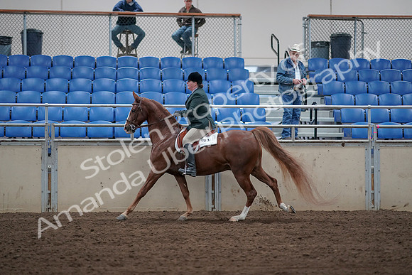 2019 Morgan Horse Show - Sept 01, 2019 - 12331
