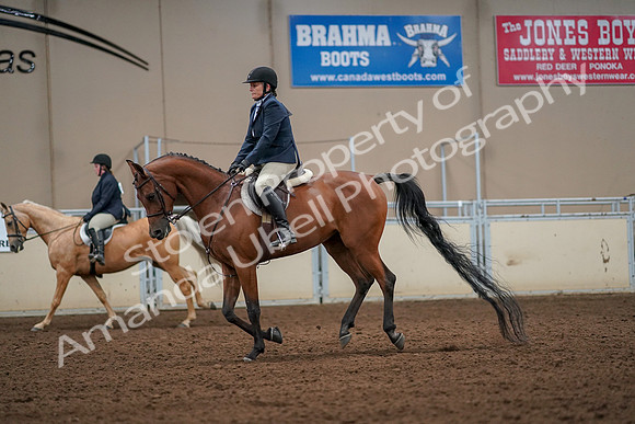 2019 Morgan Horse Show - Aug 30, 2019 - 22441