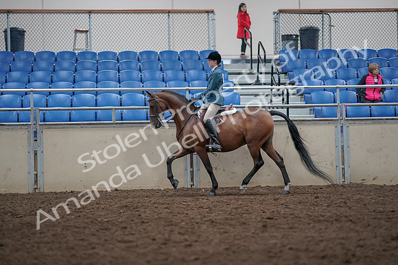 2019 Morgan Horse Show - Aug 31, 2019 - 17131